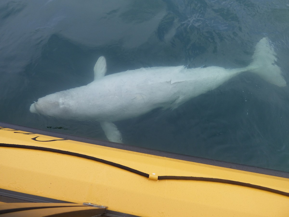 Beluga - ML646046971