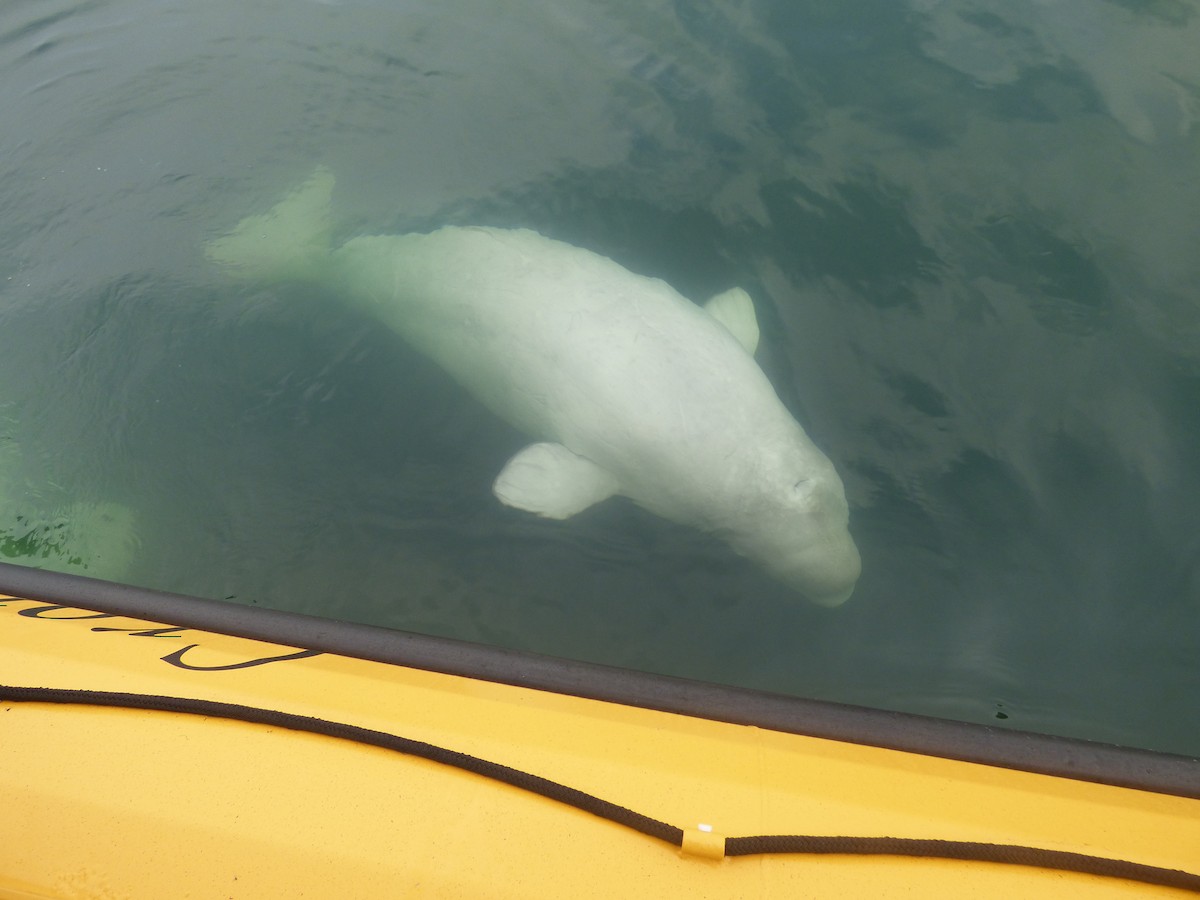 Beluga - ML646046972