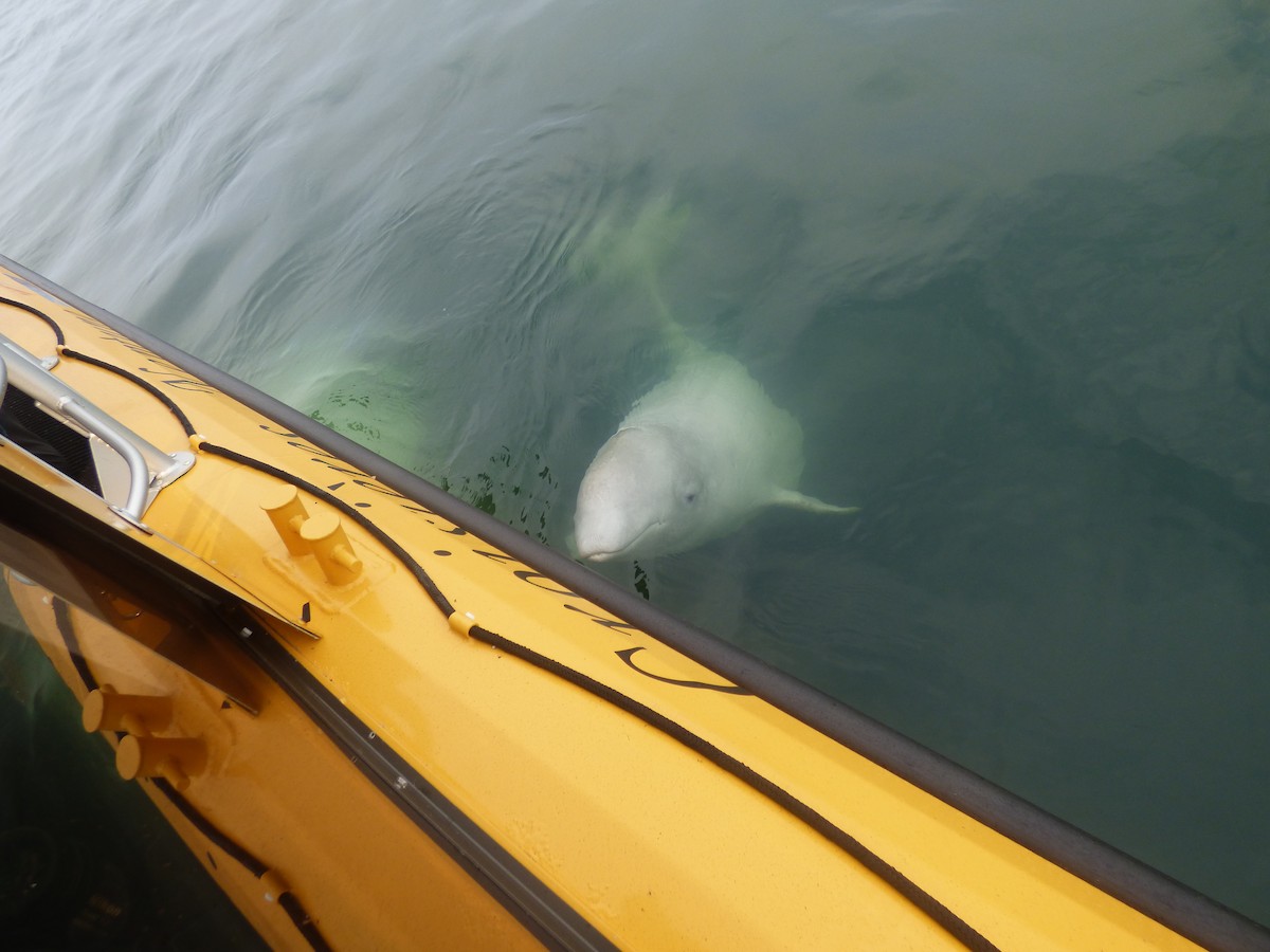 Beluga - ML646046973