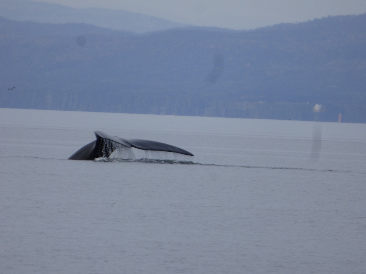 Mammals - ML646046974