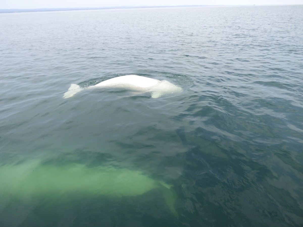 Beluga - ML646046977