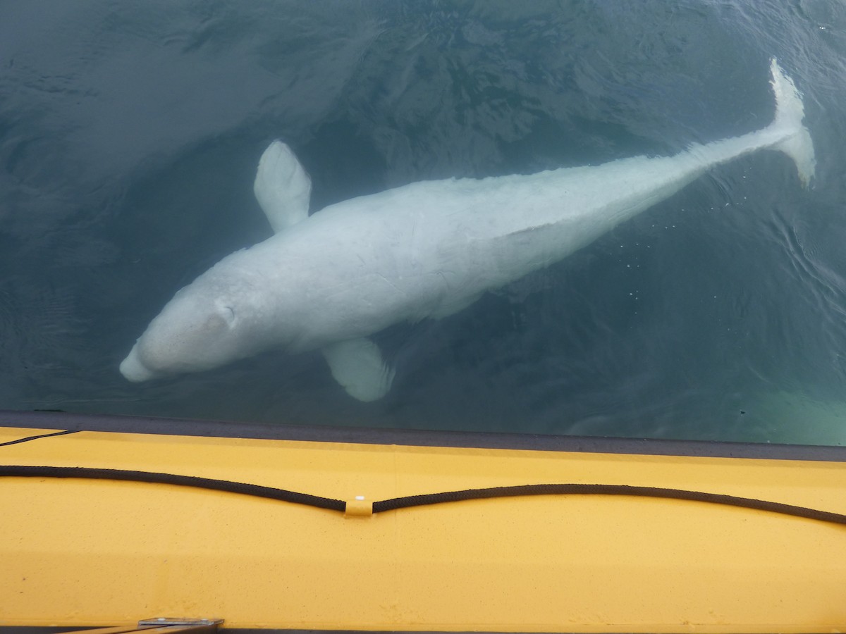 Beluga - ML646046978