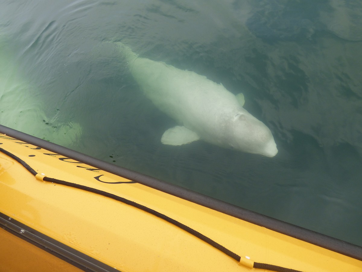 Beluga - ML646046979