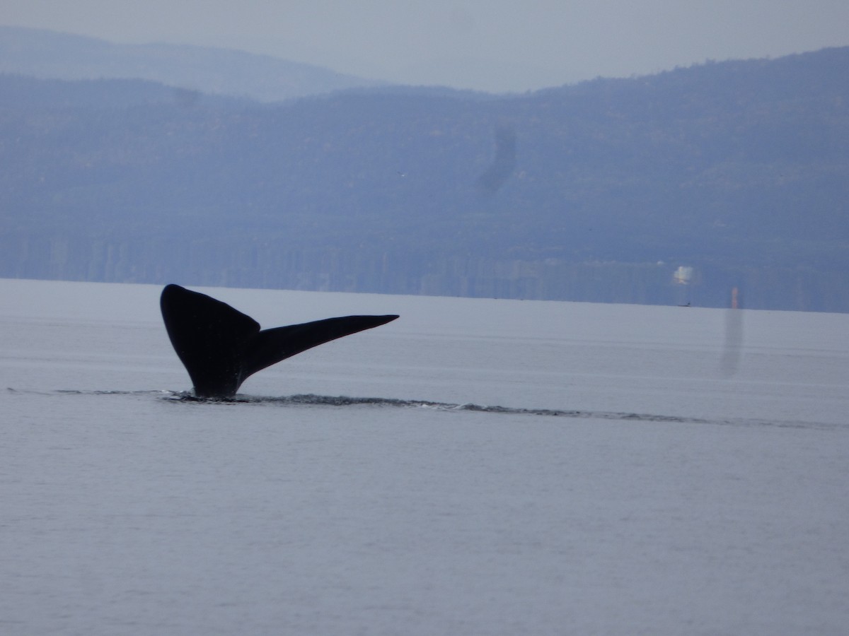 Mammals - ML646046981