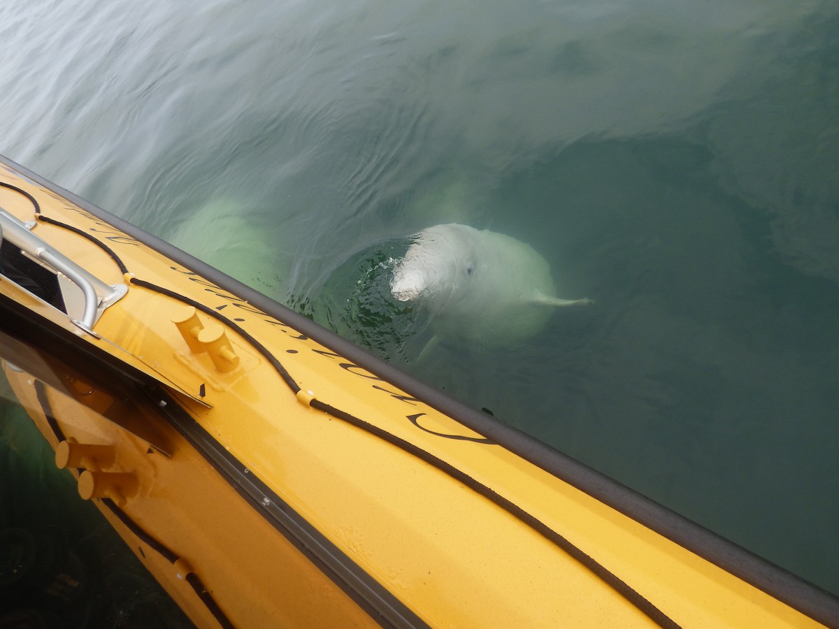 Beluga - ML646046982