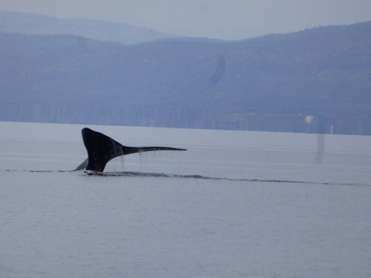 Mammals - ML646046983