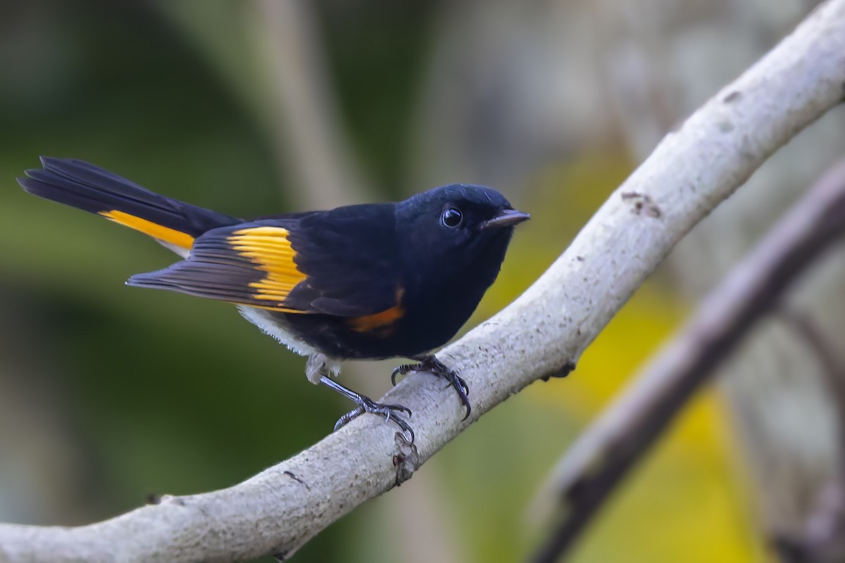 American Redstart - ML646046985