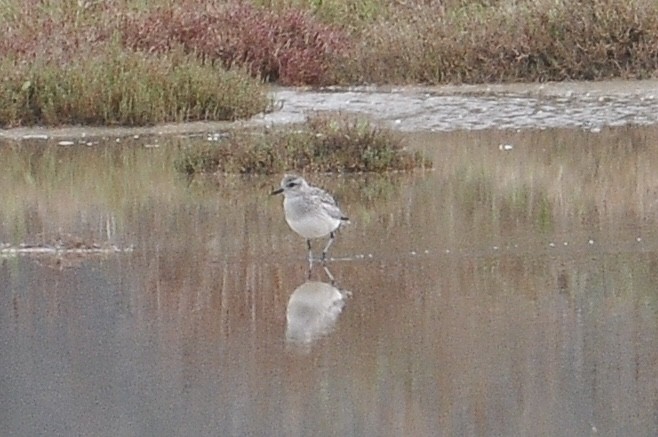 חופזי מנומר - ML646046989