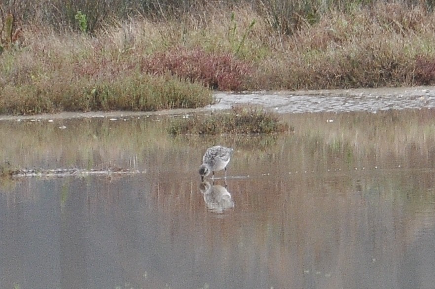 חופזי מנומר - ML646046991