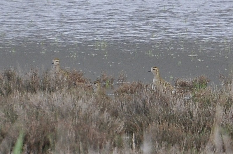 Сивка звичайна - ML646047002