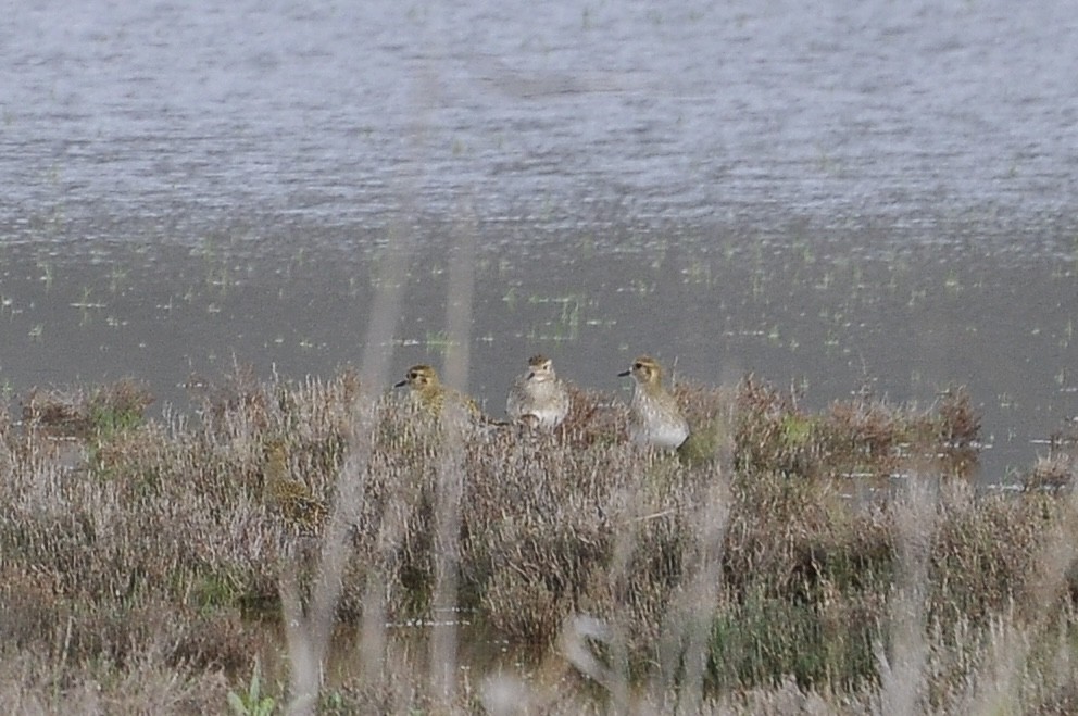 Сивка звичайна - ML646047003