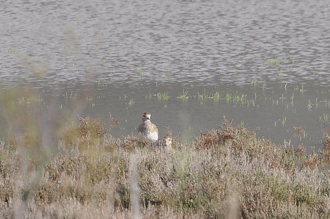 Сивка звичайна - ML646047004