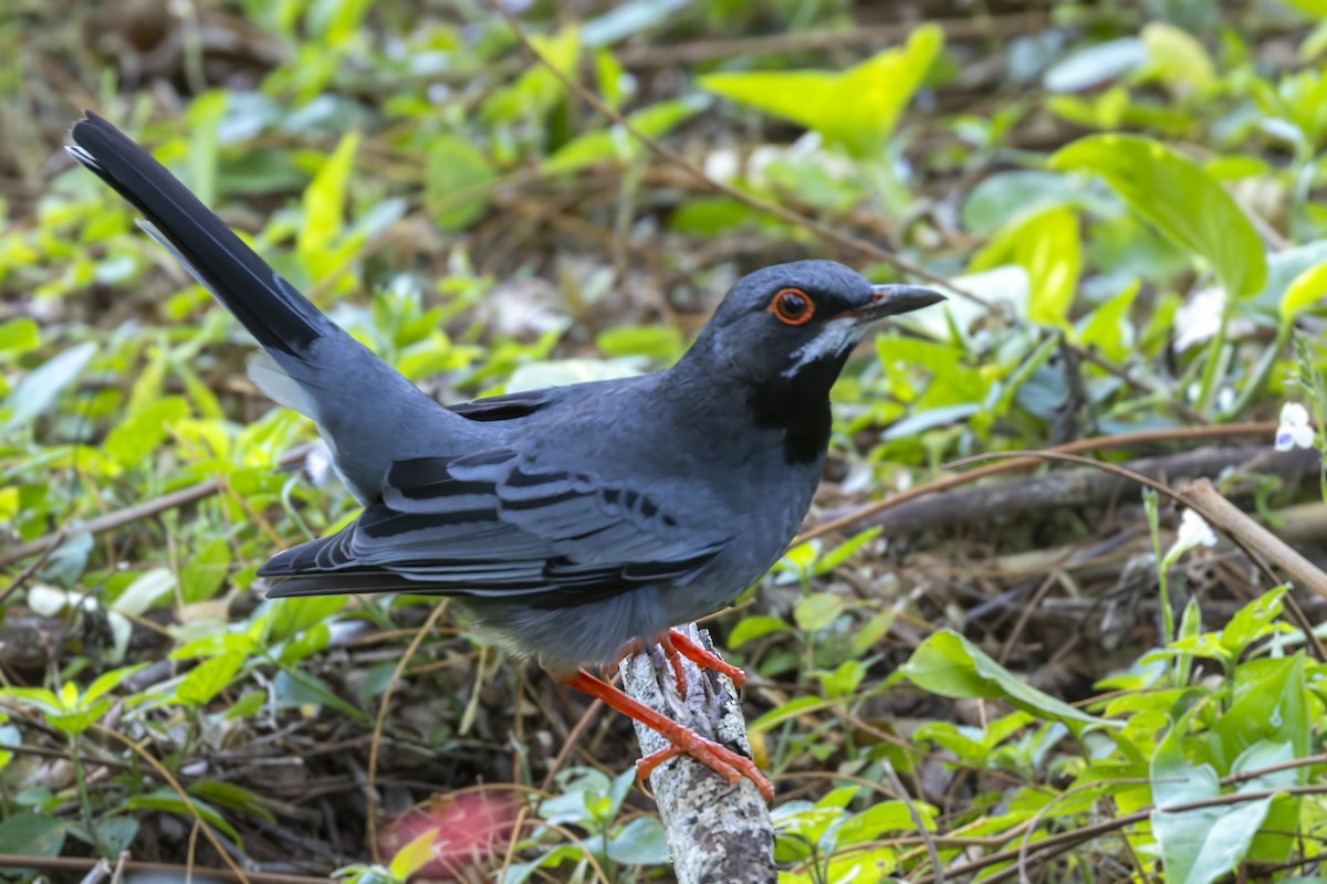 Western Red-legged Thrush (Rusty-bellied) - ML646047009