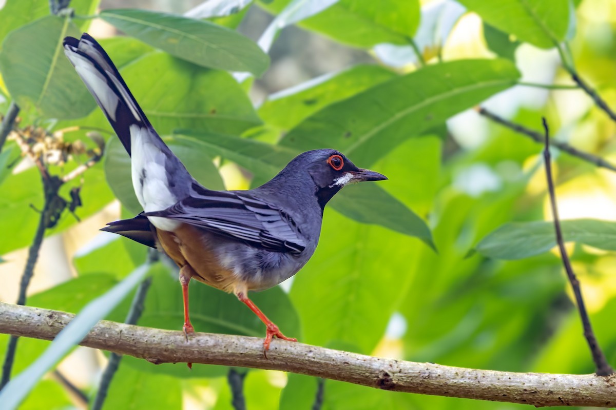 Western Red-legged Thrush (Rusty-bellied) - ML646047010