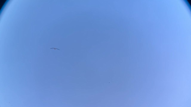 Greater White-fronted Goose - ML646047013