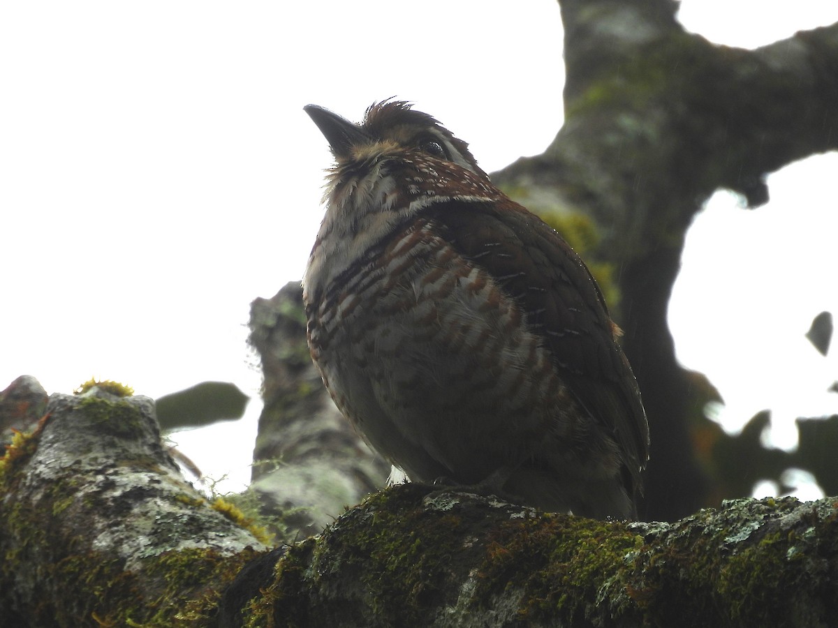 Short-legged Ground-Roller - ML646047018