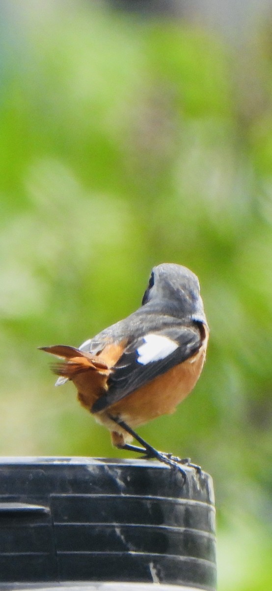 חכלילית סיבירית - ML646047020