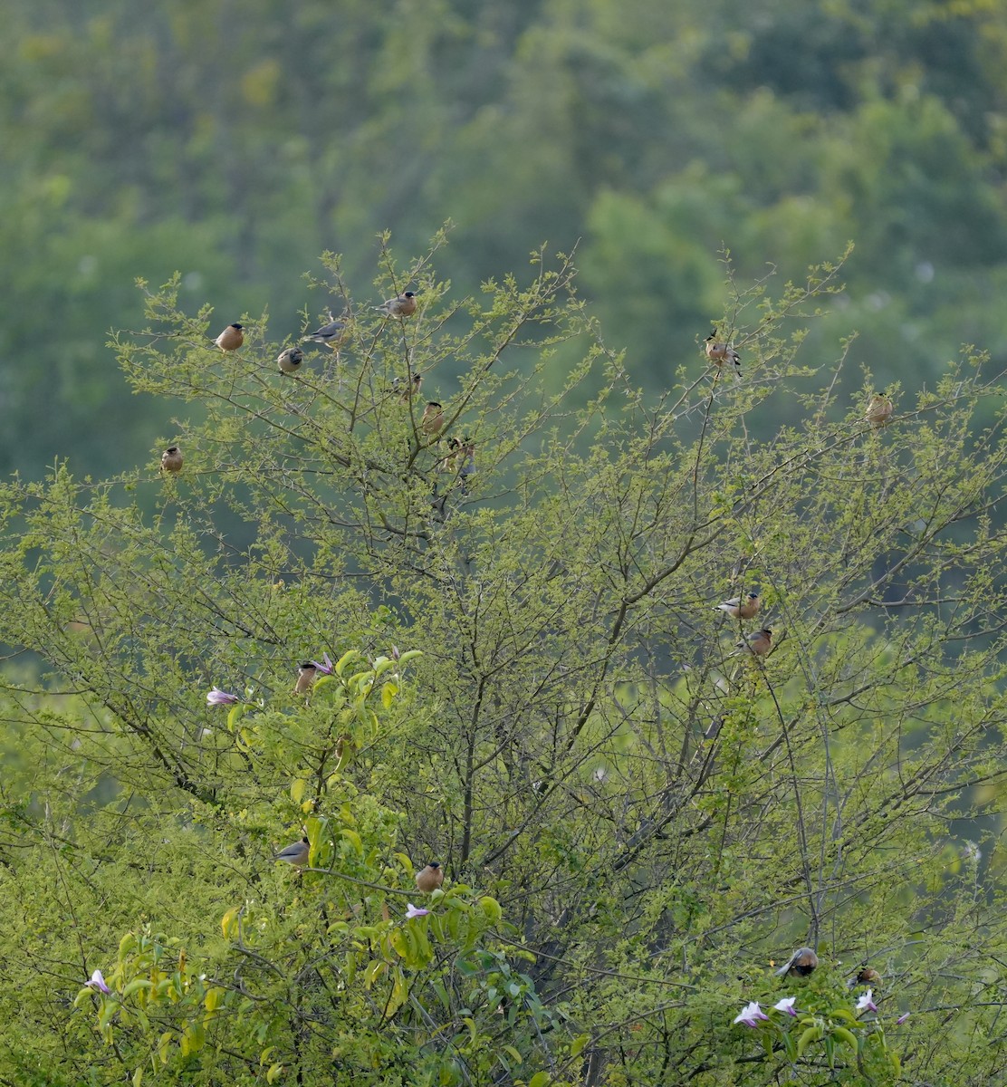 Brahminy Starling - ML646047022