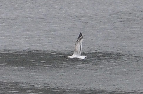 Mediterranean Gull - ML646047028