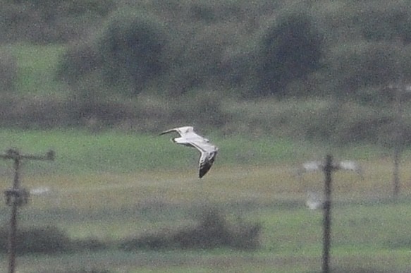 Mediterranean Gull - ML646047029