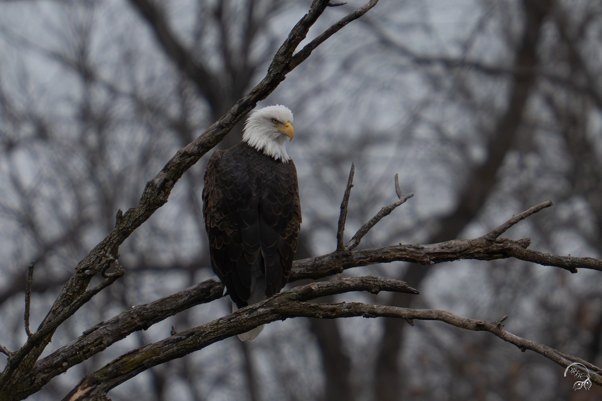 Bald Eagle - ML646047031