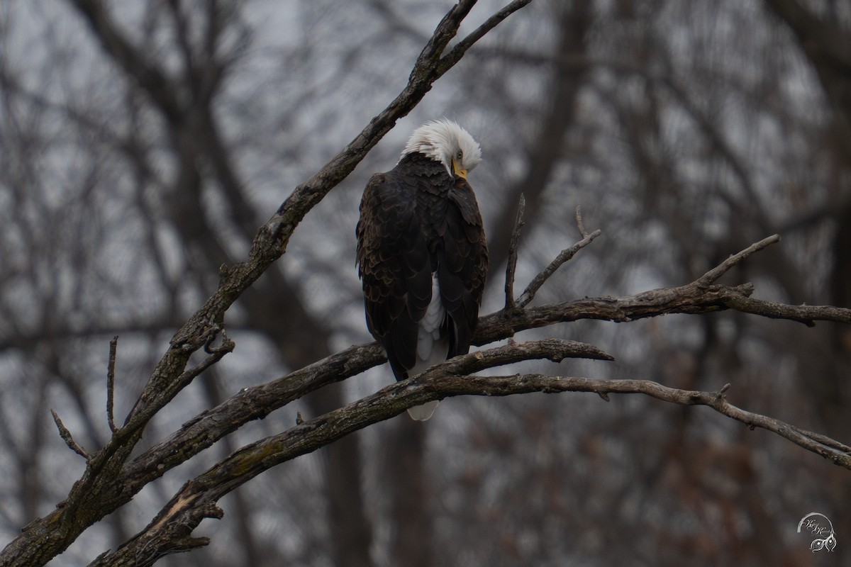 Bald Eagle - ML646047033