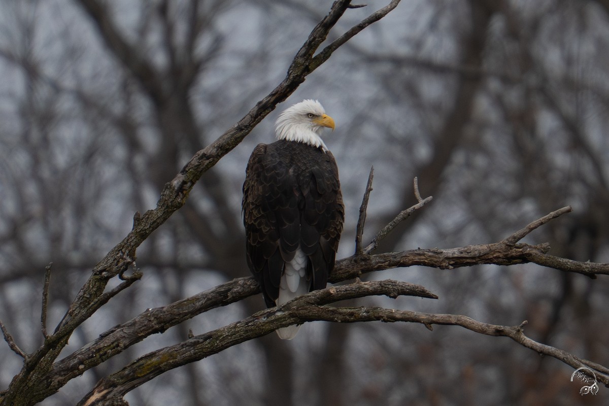 Bald Eagle - ML646047034