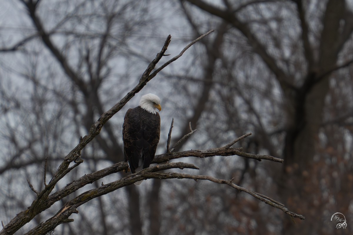 Bald Eagle - ML646047035