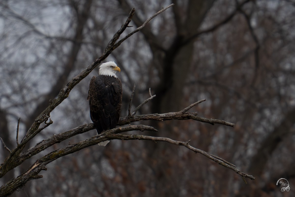 Bald Eagle - ML646047036