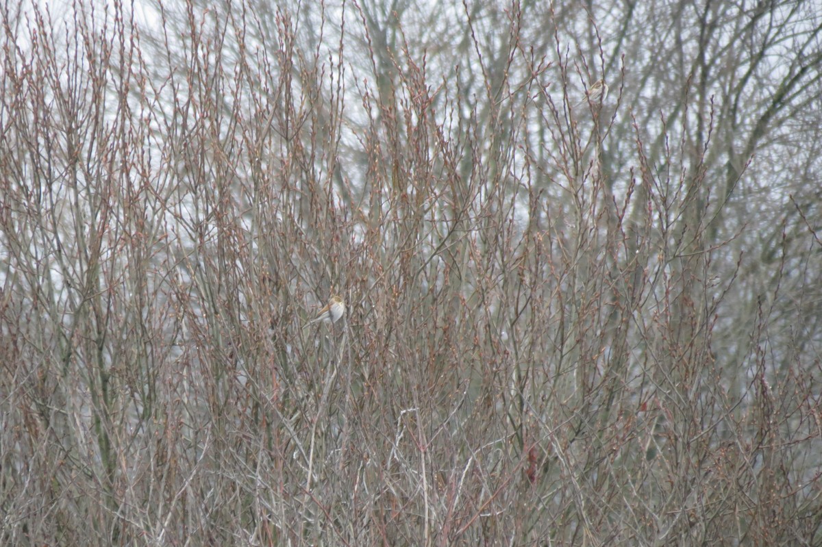 Reed Bunting - ML646047037