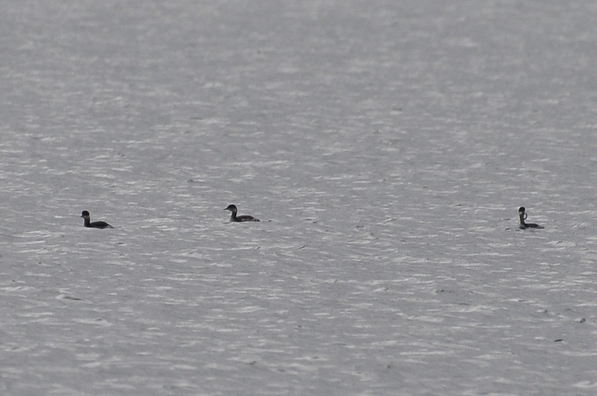 Eared Grebe - ML646047040