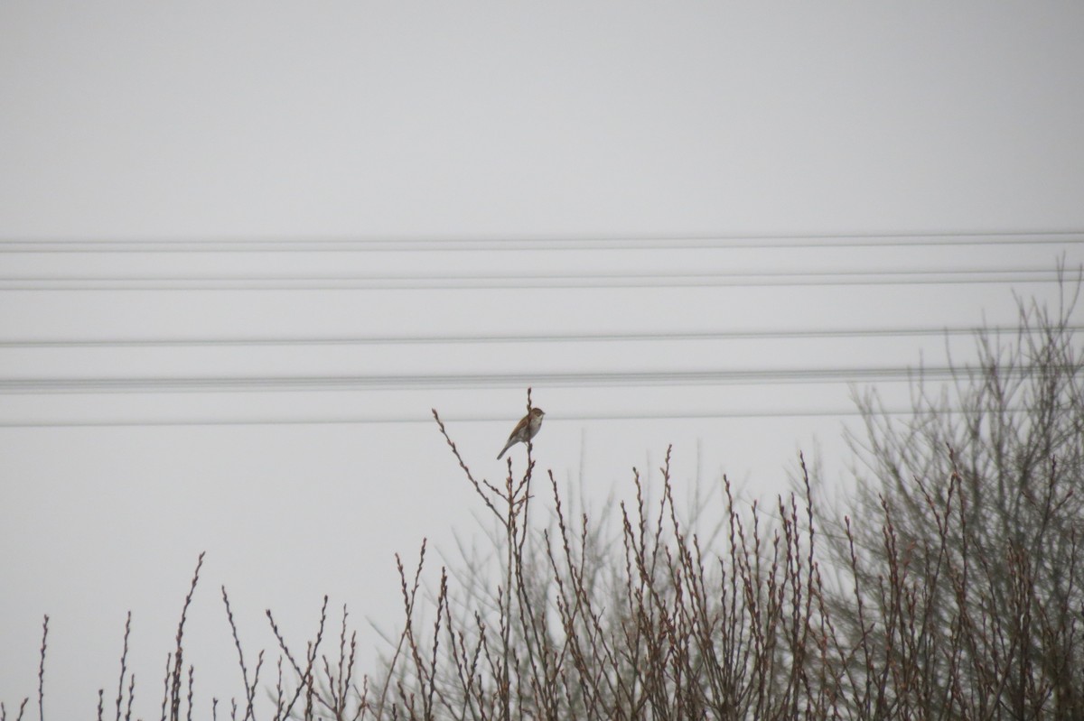 Reed Bunting - ML646047041