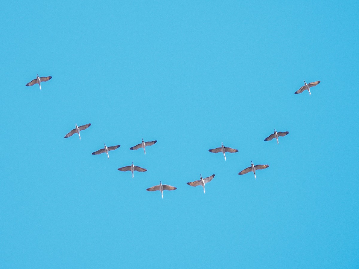 Sandhill Crane - ML646047043