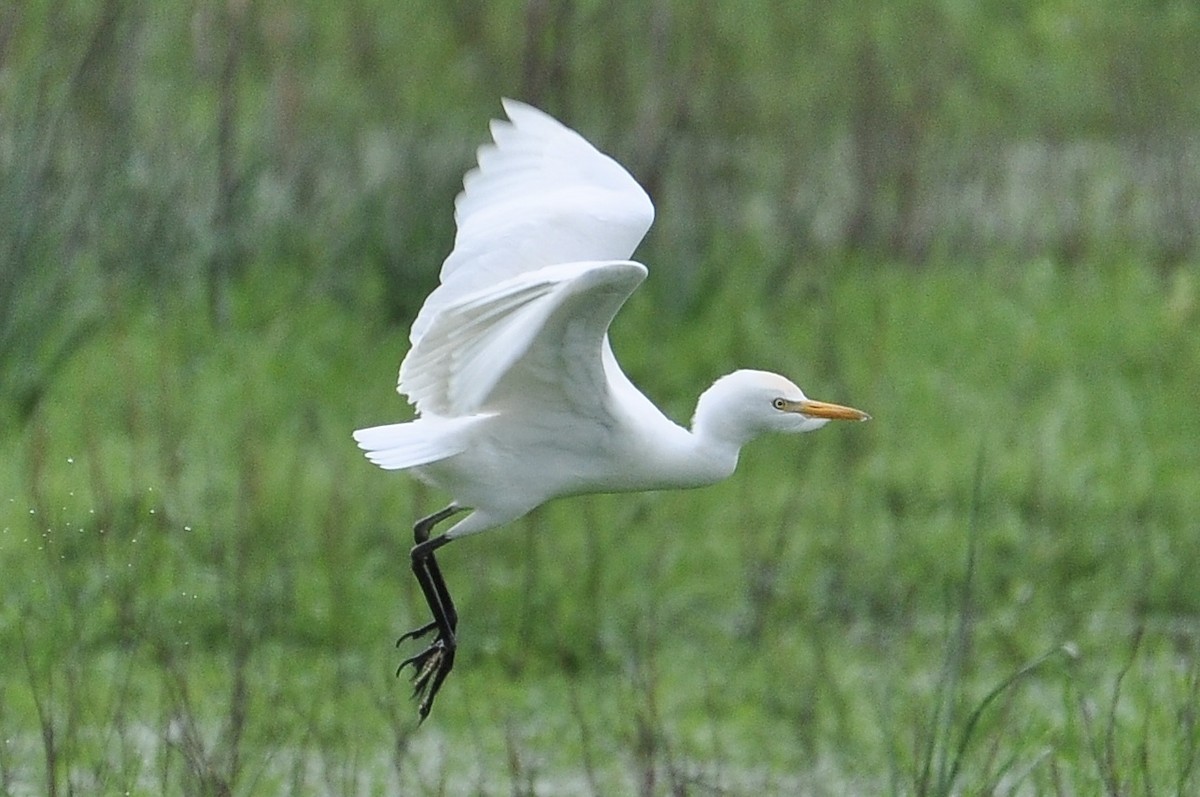 Western Cattle-Egret - ML646047045