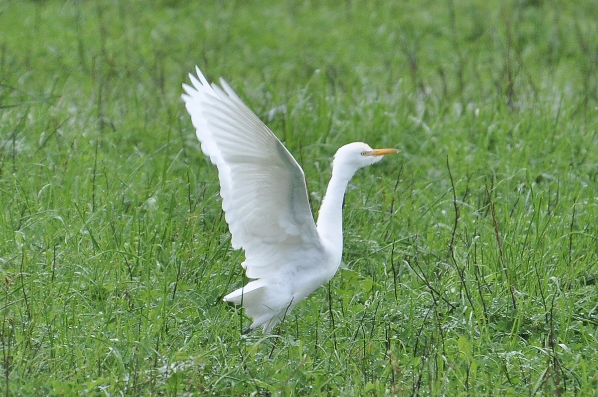 Western Cattle-Egret - ML646047046