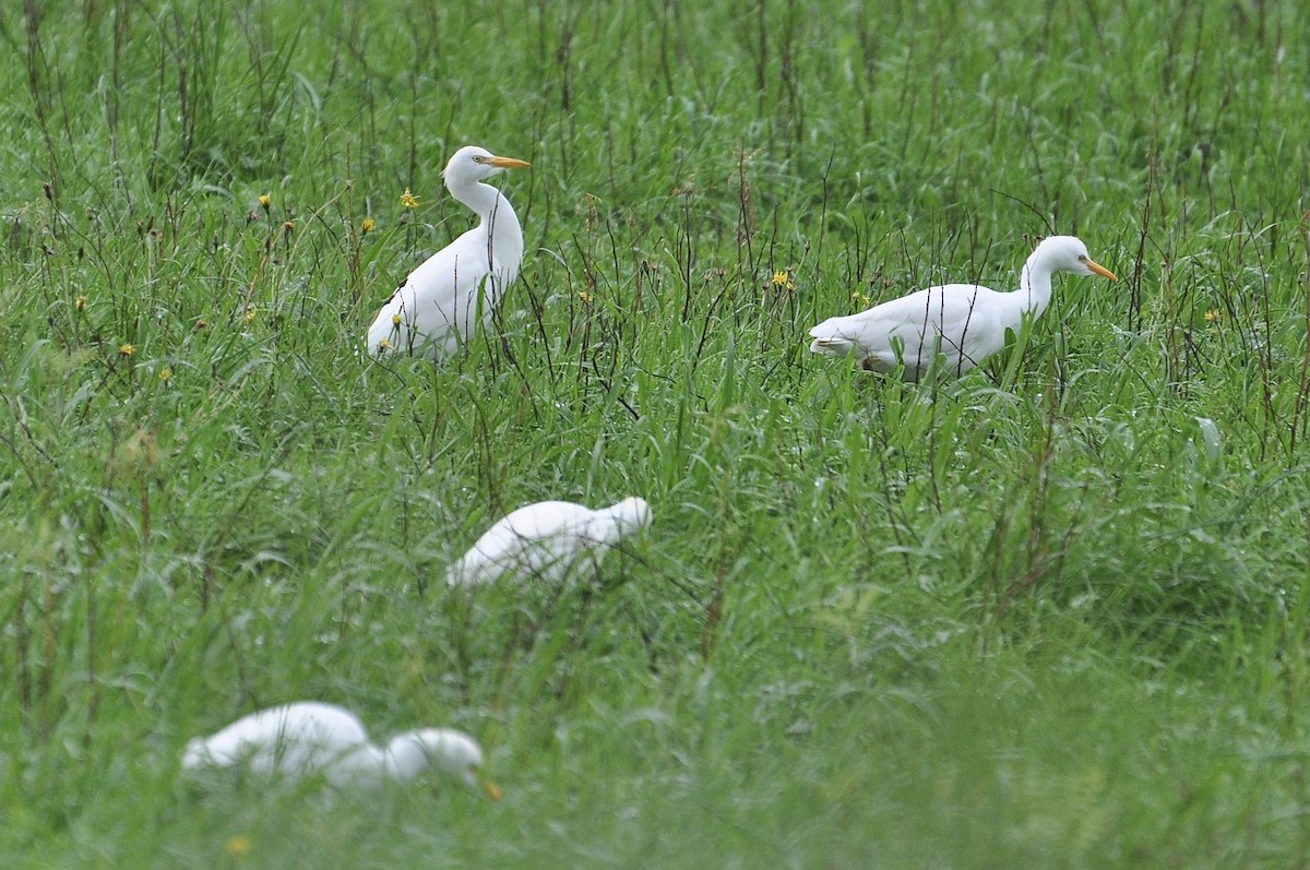 Western Cattle-Egret - ML646047047