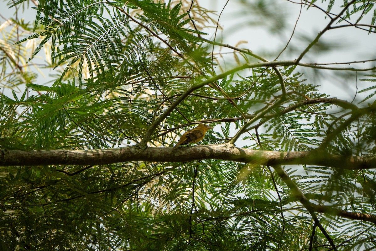 Scarlet Tanager - ML646047048