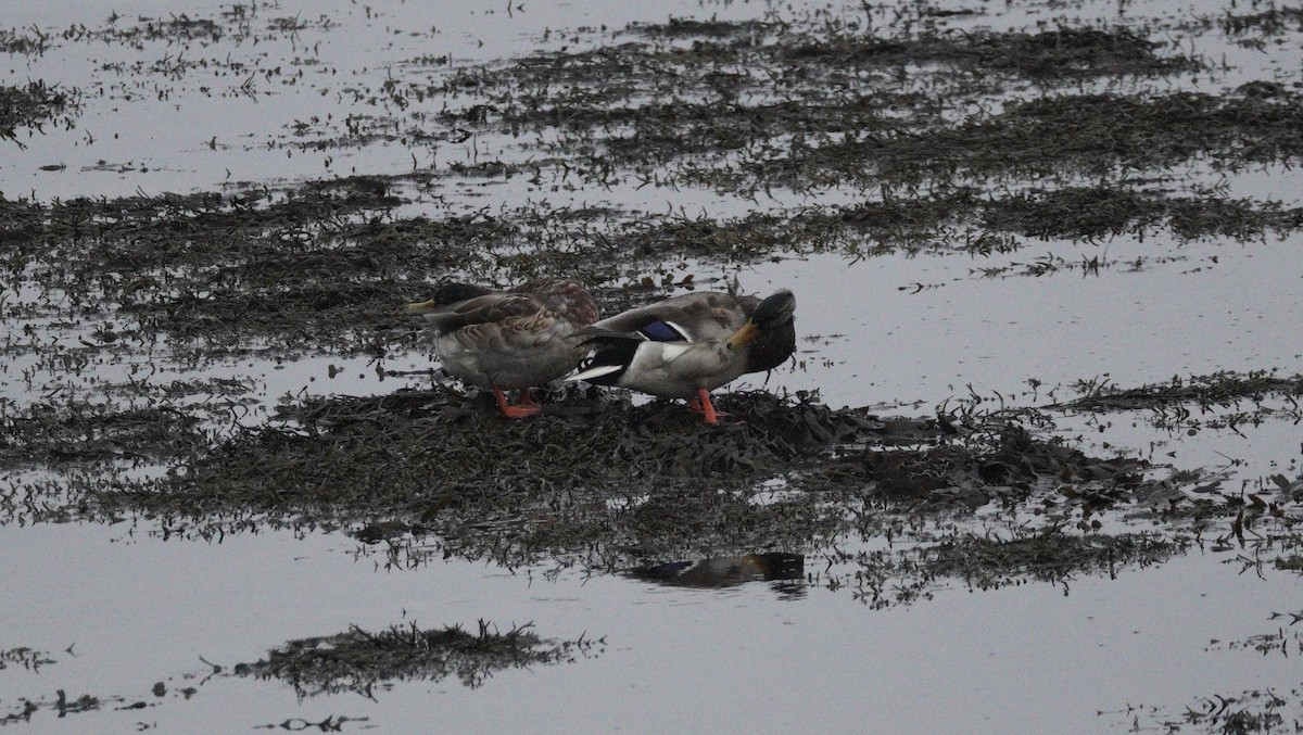 Mallard - ML646047049