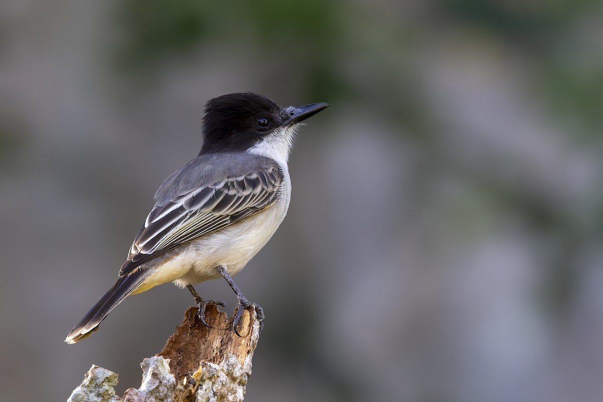 Loggerhead Kingbird - ML646047050