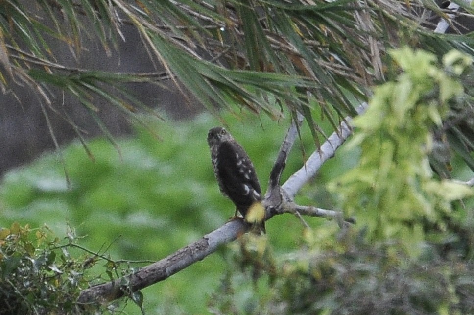 Eurasian Sparrowhawk - ML646047051