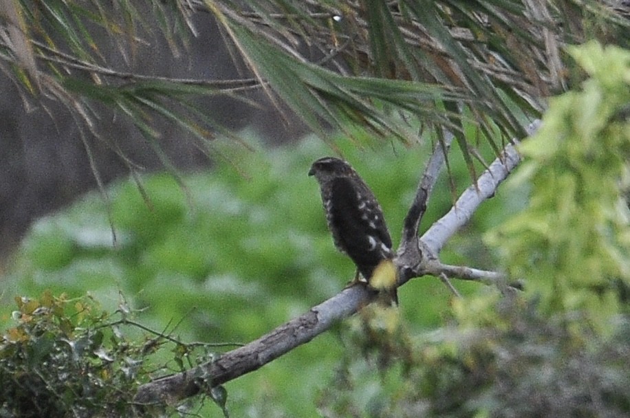 Eurasian Sparrowhawk - ML646047052