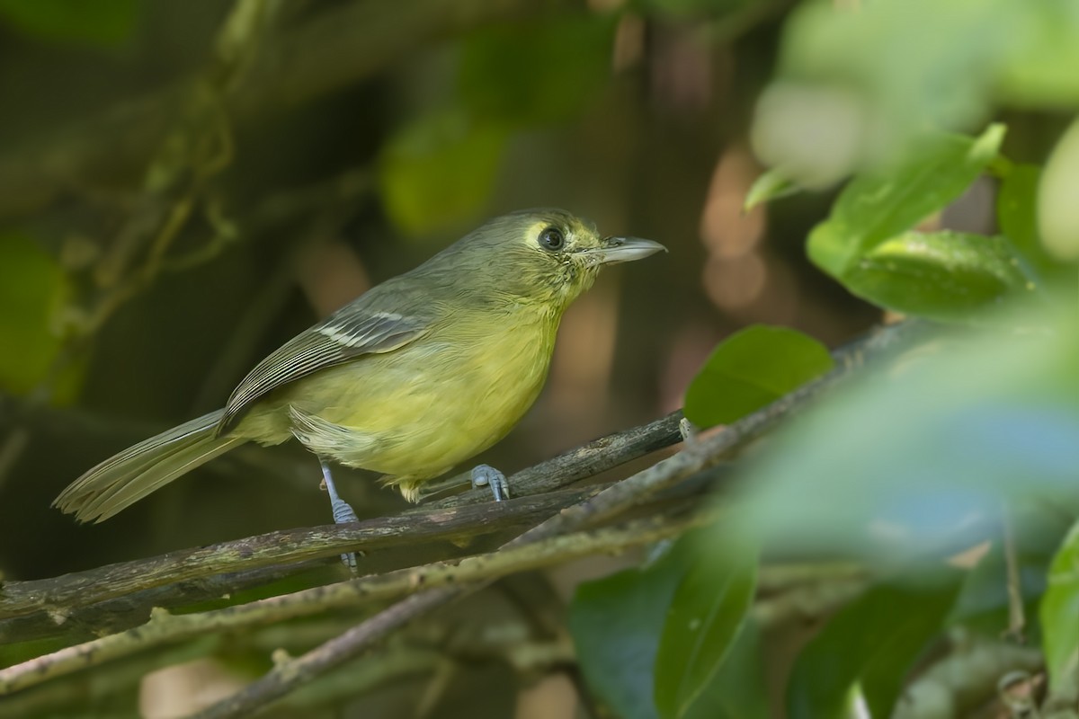 Cuban Vireo - ML646047053