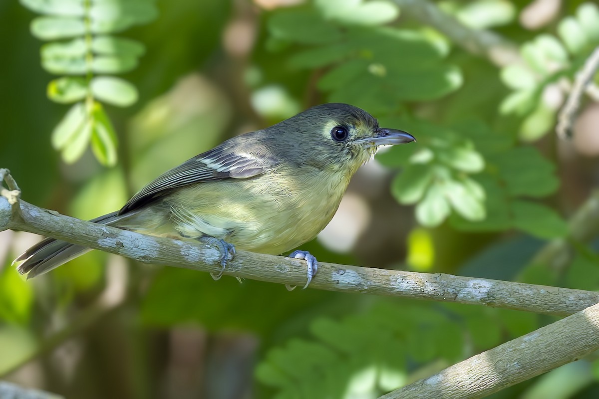Cuban Vireo - ML646047054