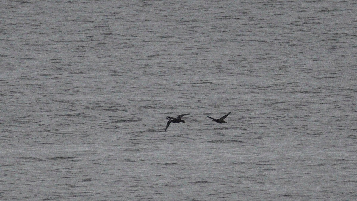 Harlequin Duck - ML646047056