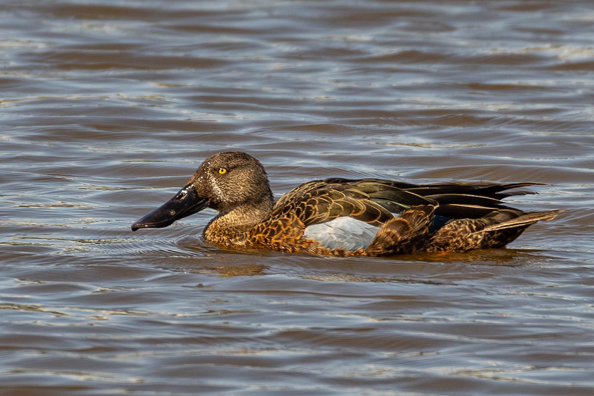 Australasian Shoveler - ML646047057