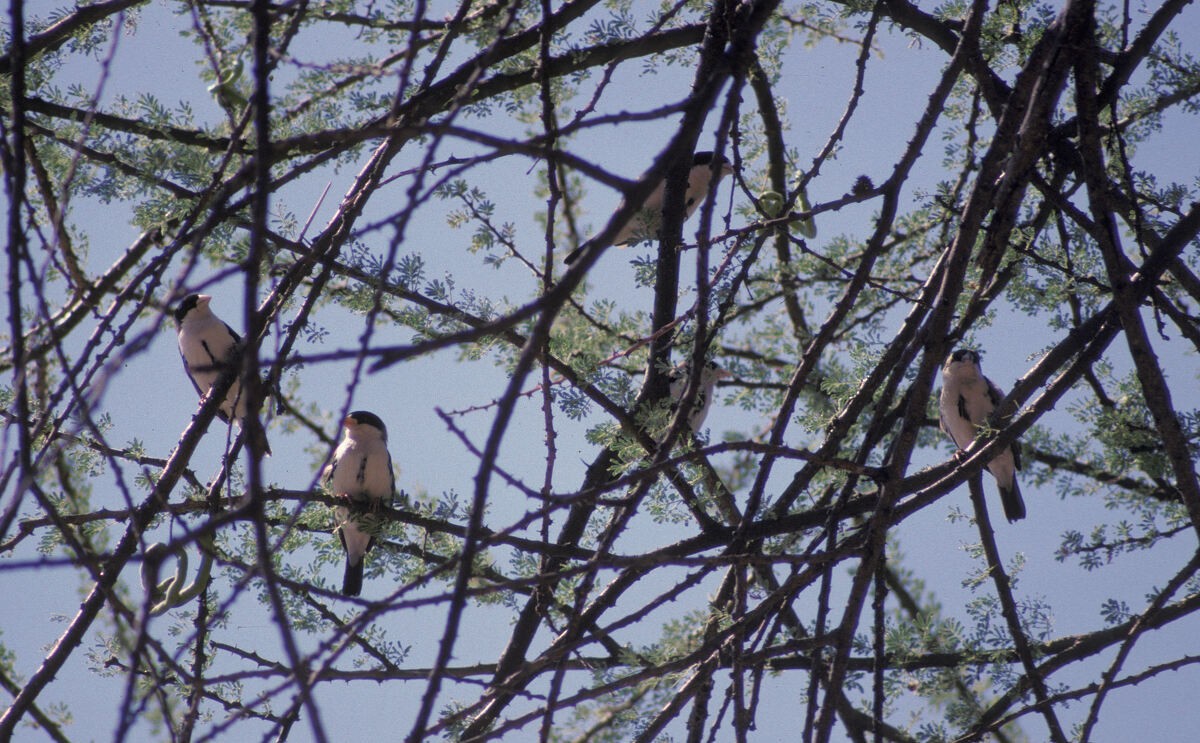 Black-capped Social-Weaver - ML646047059