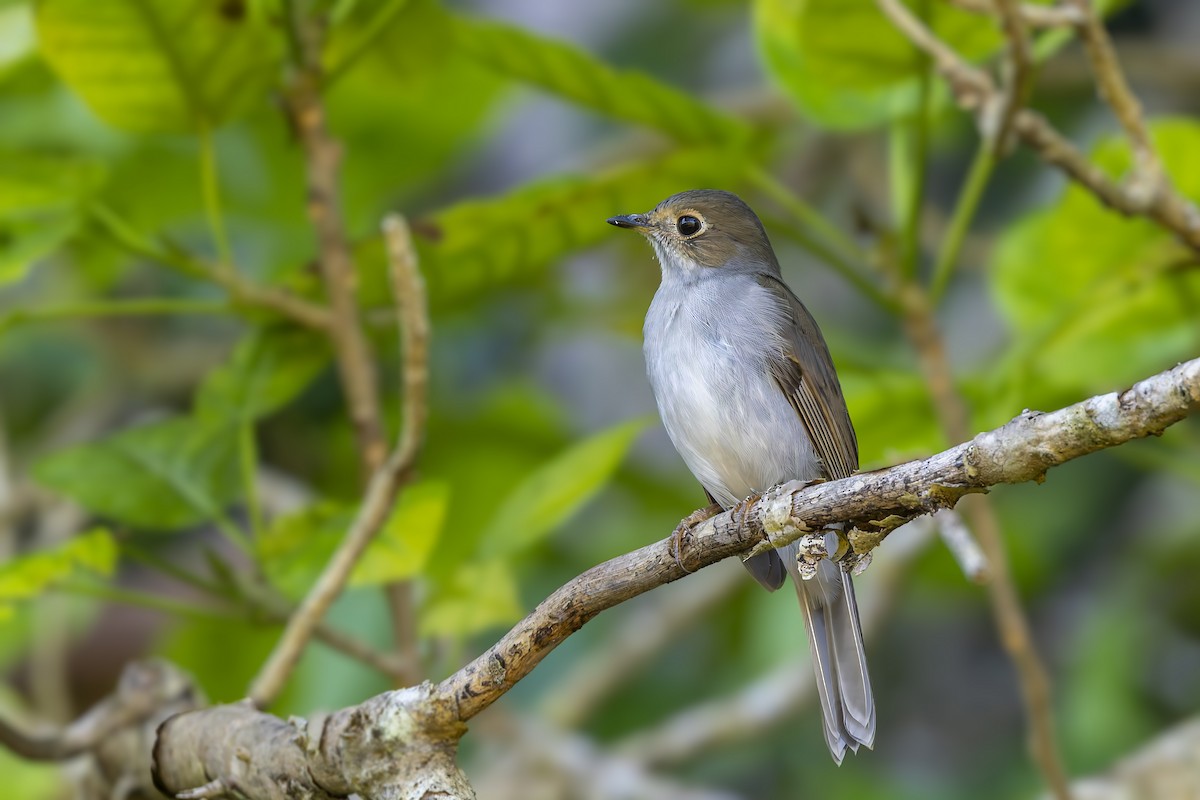 Cuban Solitaire - ML646047060