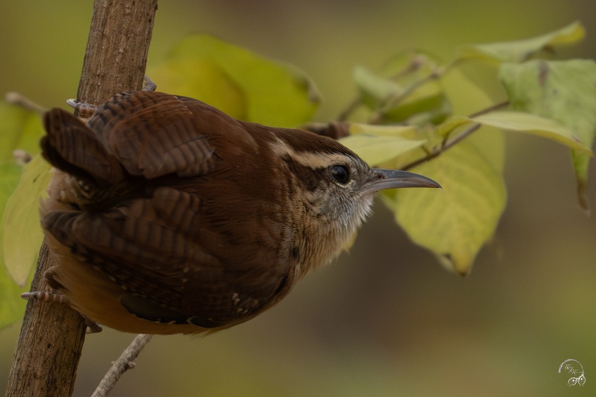 Carolina Wren - ML646047062