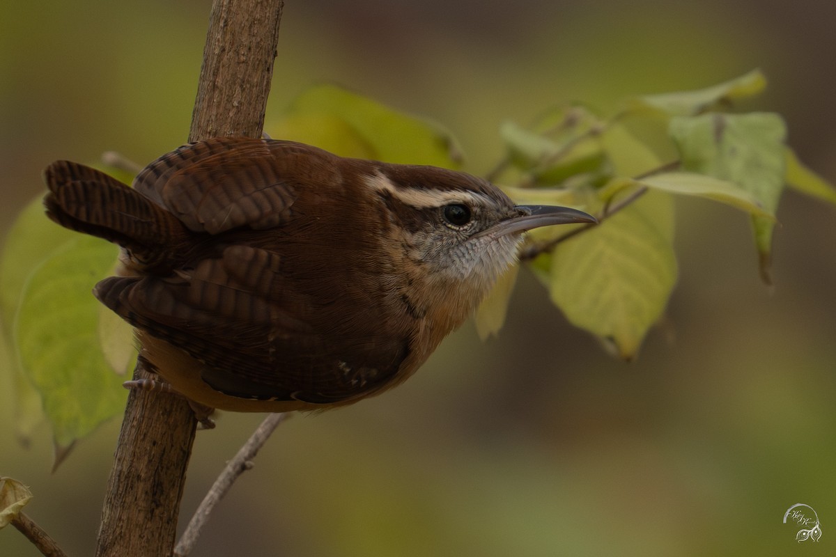 Carolina Wren - ML646047063
