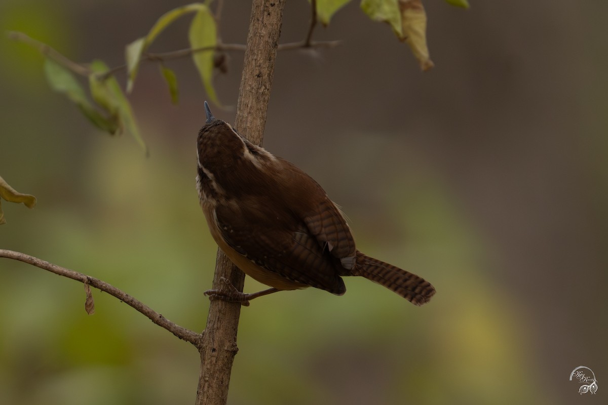 Carolina Wren - ML646047064